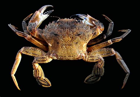 Velvet crab | crustacean | Britannica