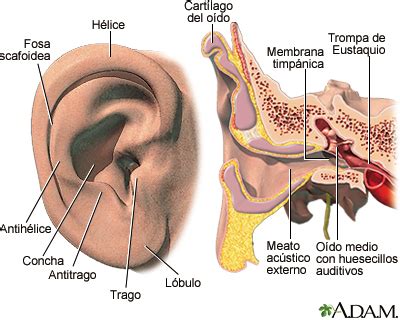 Oído externo e interno: MedlinePlus enciclopedia médica illustración