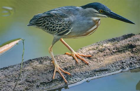 The Striated Heron (Butorides striata) - A Stealthy Fish Hunter