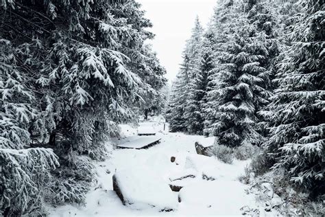 Winter in Harz Mountains | Design Ideas