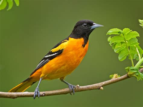 Oriole Photos of Birds by Common Name by Sid Hamm - Finches Bird Pictures