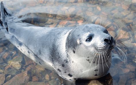 Pinniped ~ Detailed Information | Photos | Videos