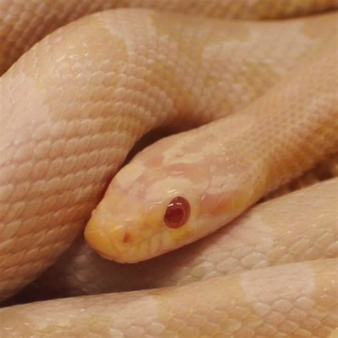 Pet Corn Snakes For Sale | Buy In-Store | Evolution Reptiles