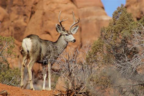 Fotos gratis : naturaleza, desierto, mirando, masculino, fauna ...