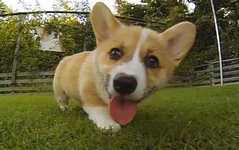 Corgi Puppies Running In Slow Motion Will Overwhelm You With Cuteness