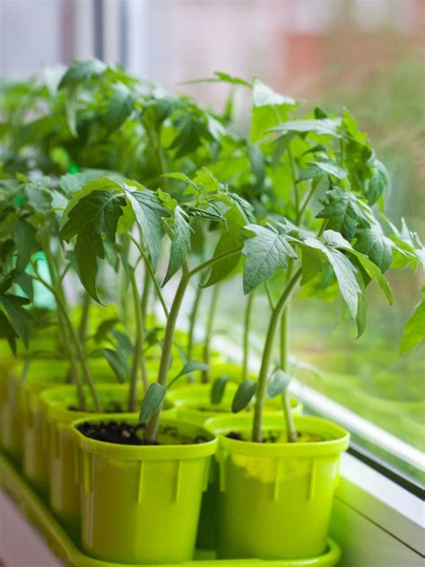 Winter Growing Tomatoes: How To Grow Tomatoes Indoors