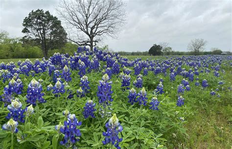 Come Experience the American Western Weekend in Mesquite, TX | Tour Texas