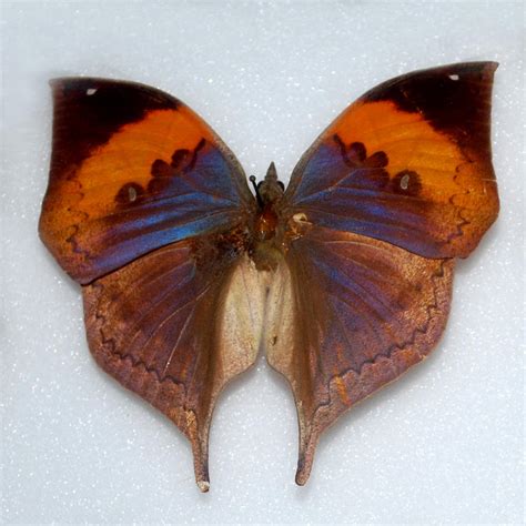 Butterfly Specimen 15 by chamberstock on DeviantArt