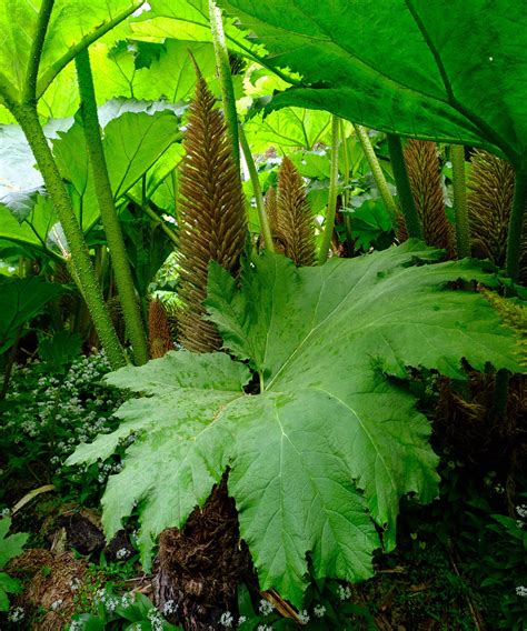 Bog plants: 15 moisture-loving plants for damp areas | Gardeningetc