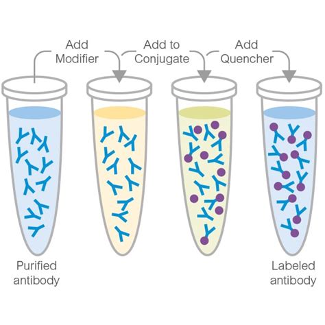 FITC Conjugation Kit | Easy FITC Labeling (ab102884) | Lightning-Link ...