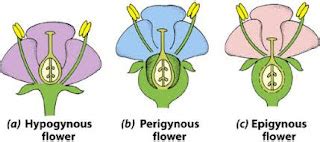 Forms of Thalamus in Flower