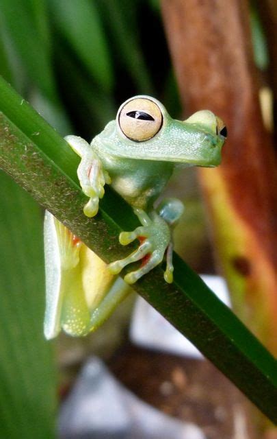 30 Glass Tree Frog ideas | frog, tree frogs, glass frog