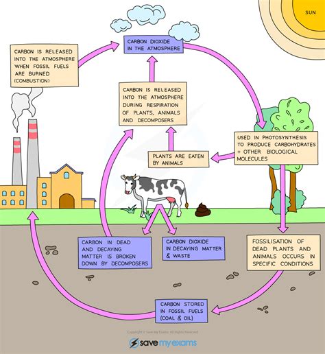 Carbon Cycle Diagram Worksheet – Englishworksheet.my.id