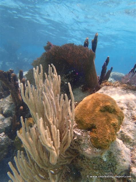 Snorkeling the Coral Gardens, Caye Caulker, Belize