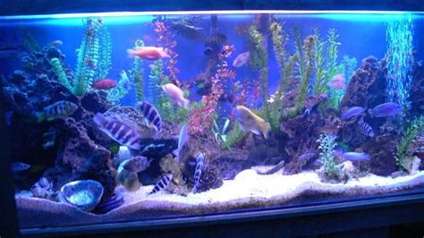 Why Keep Aquarium Fish? - RateMyFishTank.com