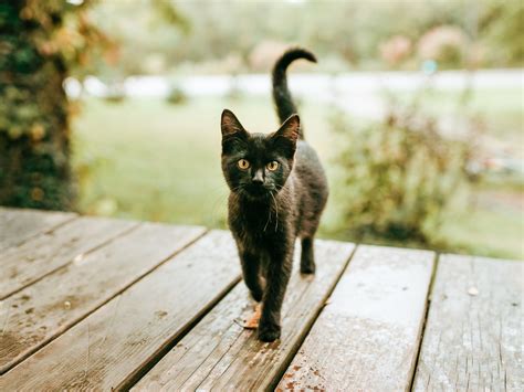 Black Cats: Good Luck Charms or Bad Omens? · The Wildest