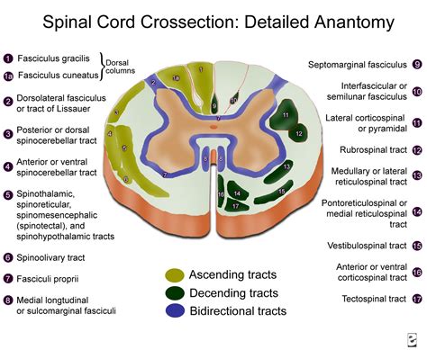 mine's: SPINAL CORD