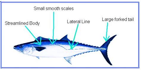 Some animals living in water have streamlined body shapes. This helps to(a) Store food and fats ...