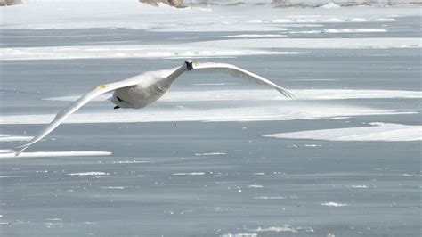 About 200 Trumpeter Swans winter near La Salle Park each year, arriving ...