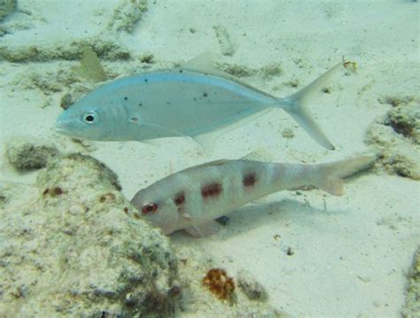 Spotted Goatfish | Mexican Fish.com