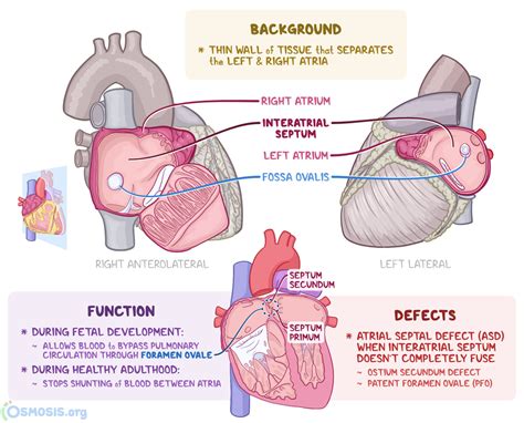 Interatrial Septum: What Is It, Location, Function, and More | Osmosis