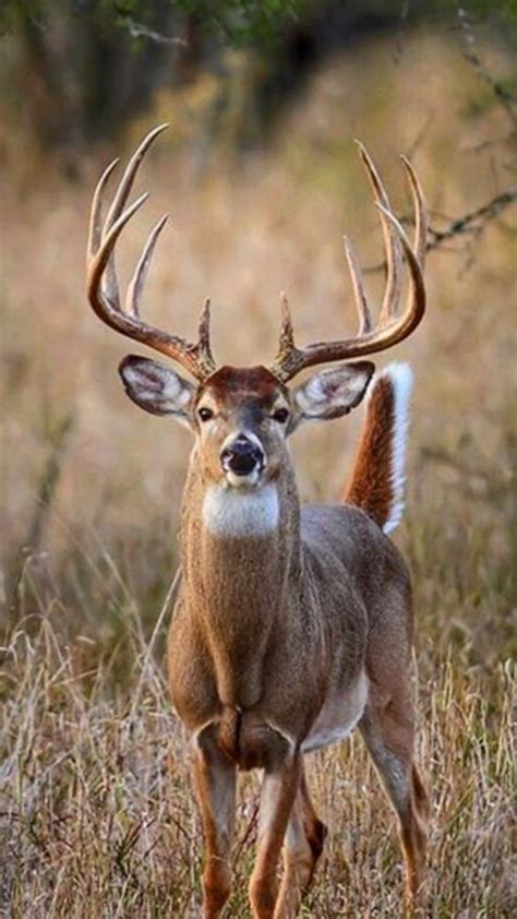 Whitetail Buck | Deer photography, Whitetail deer, Whitetail deer pictures