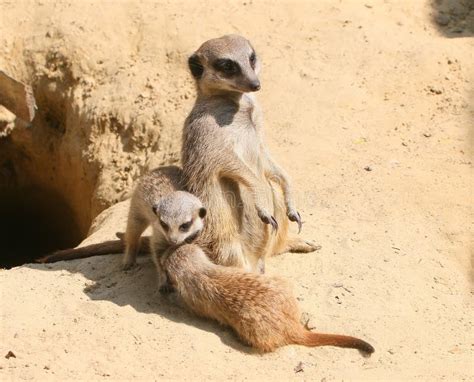 Meerkat Family Life stock photo. Image of youngster, suricate - 66819692