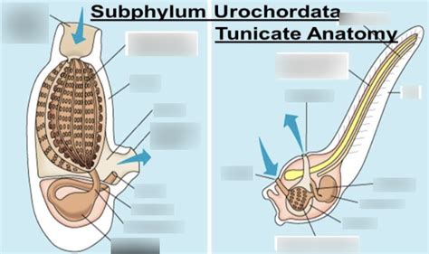 tunicate anatomy III Diagram | Quizlet