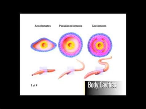 Body Cavity Development - YouTube