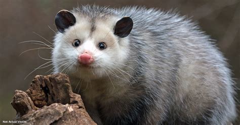 Opossum Set Ablaze as Corrections Staffer Jeers in Tennessee