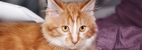 Cymric Cat Breed -Temperament, Personality and Characteristics Traits | Hill's Pet US