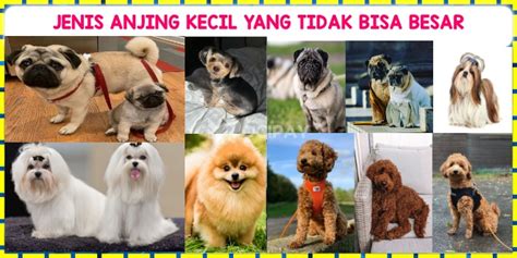 10+ Jenis Anjing Kecil Yang Tidak Bisa Besar