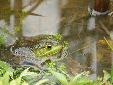 Frog In Pond Free Stock Photo - Public Domain Pictures