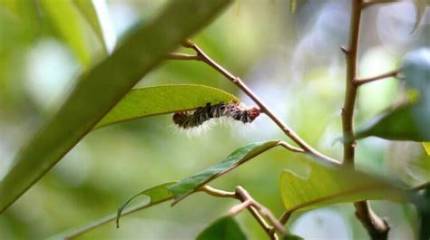 Caterpillar Black And White Stock Photos, Images and Backgrounds for ...