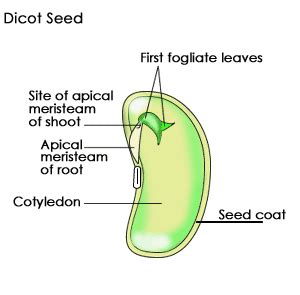 SparkNotes: Plant Structures: The Seed