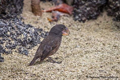 3905 Large Ground Finch, Genovesa Island, Galapagos - Dennis Skogsbergh PhotographyDennis ...