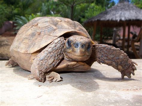 Madagascar | Madagascar, tortue, tortoise | Luc Legay | Flickr