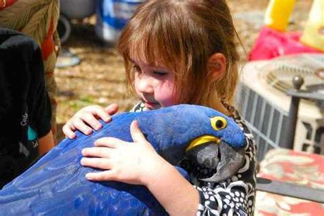 WILDLIFE & NATURE - Share: Hyacinth Macaw