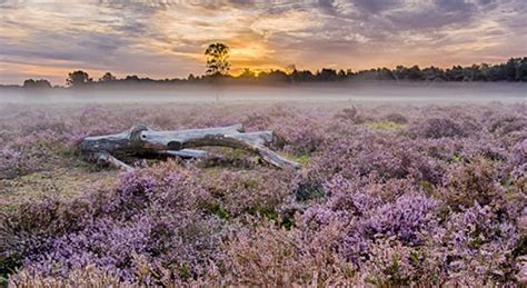 De Veluwe | Hiking Advisor