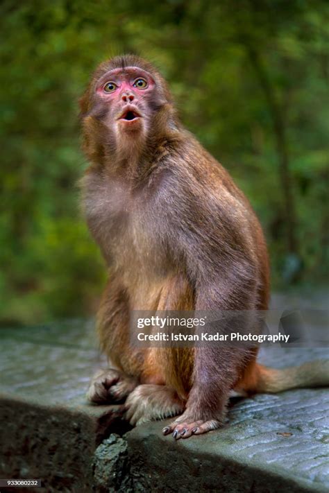 Rhesus Macaque Monkeys Zhangjiajie National Forest Park China High-Res Stock Photo - Getty Images