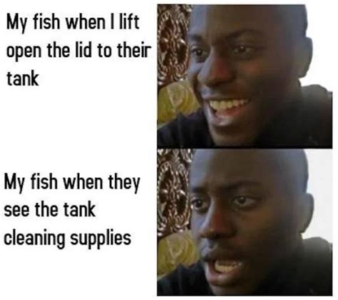 Let’s Swim With These Fish Memes (32 PICS) - Izismile.com