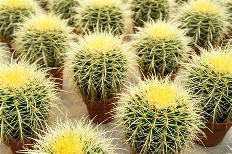 Types Of Cactus Small Indoor - www.inf-inet.com