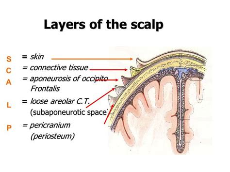 SCALP The scalp refers to the layers of skin and subcutaneous tissue that cover the bones of ...