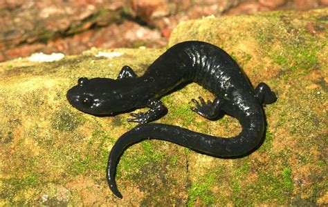 Black Salamander Facts and Pictures