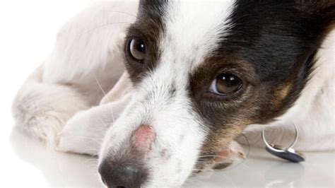 12 Pictures of Ringworm in Dogs [Mild to Severe Cases]