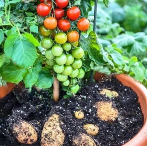 Pomate: Wenn Kartoffeln und Tomaten an derselben Pflanze wachsen. Uberalles