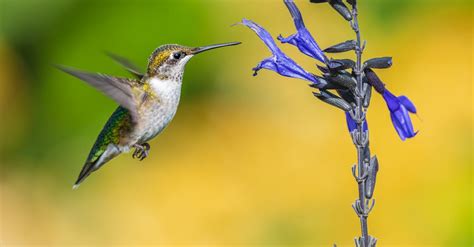 A Hummingbird Hovering Over A Purple Flower · Free Stock Photo