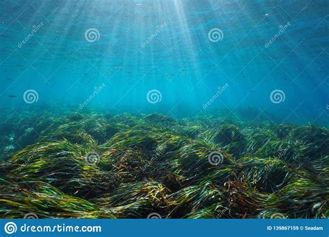 Seabed Posidonia Oceanica Mediterranean Sea Spain Stock Image - Image of aquatic, europe: 139867159