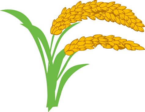 Wheat clipart paddy, Wheat paddy Transparent FREE for download on ...