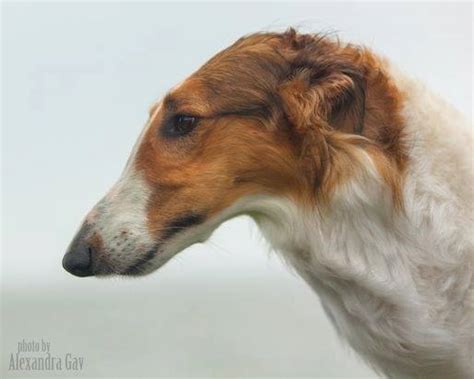 Envious Borzoi